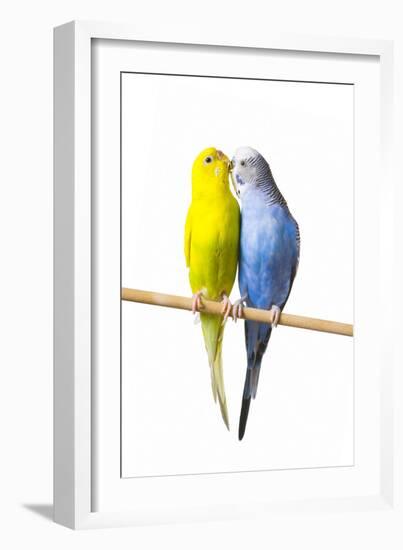 Parakeets-null-Framed Photographic Print