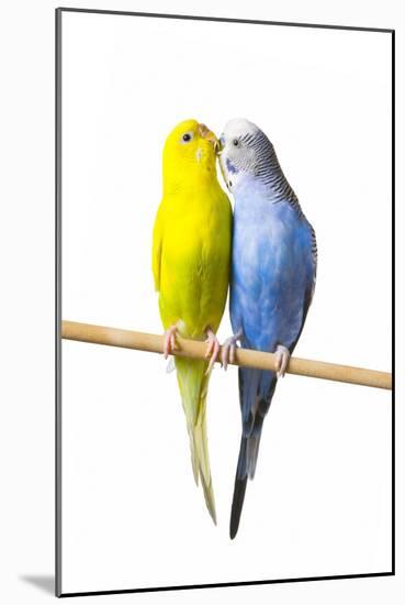 Parakeets-null-Mounted Photographic Print