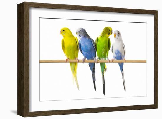 Parakeets-null-Framed Photographic Print