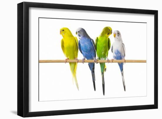 Parakeets-null-Framed Photographic Print