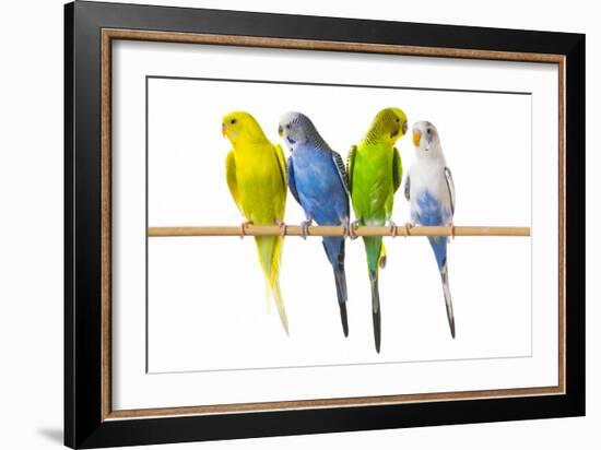 Parakeets-null-Framed Photographic Print