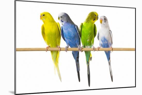 Parakeets-null-Mounted Photographic Print