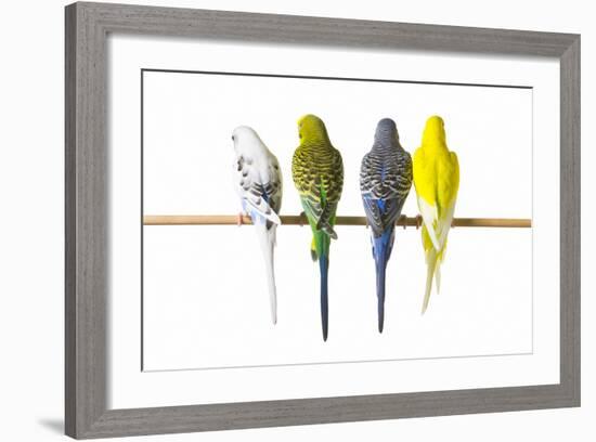 Parakeets-null-Framed Photographic Print