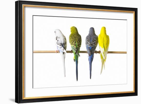 Parakeets-null-Framed Photographic Print