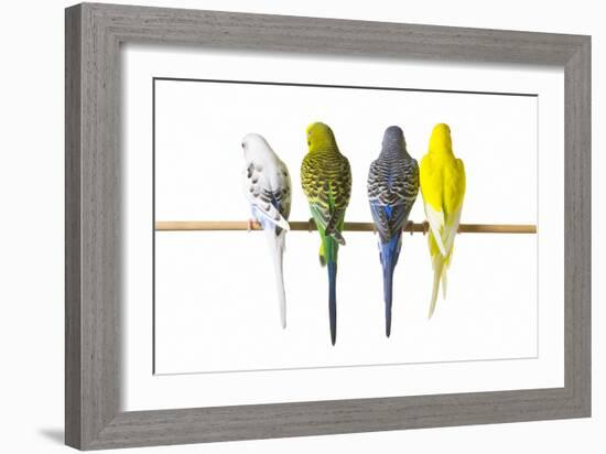 Parakeets-null-Framed Photographic Print