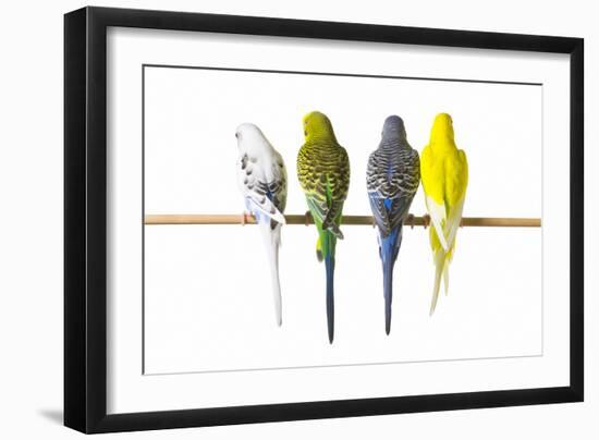 Parakeets-null-Framed Photographic Print