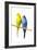 Parakeets-null-Framed Photographic Print