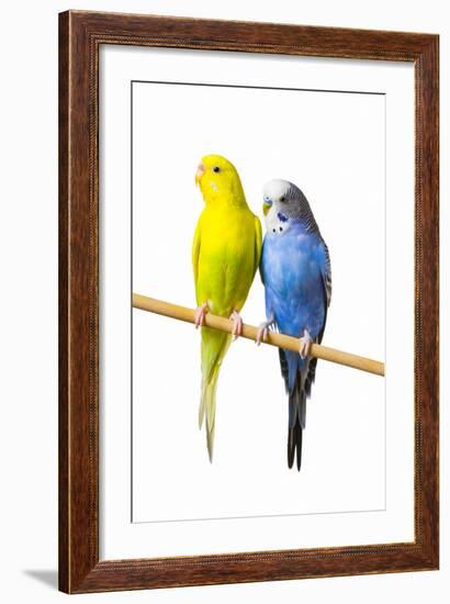 Parakeets-null-Framed Photographic Print