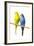 Parakeets-null-Framed Photographic Print