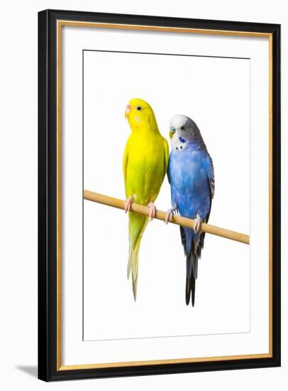 Parakeets-null-Framed Photographic Print