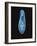 Paramecium Caudatum, Light Micrograph-Laguna Design-Framed Photographic Print