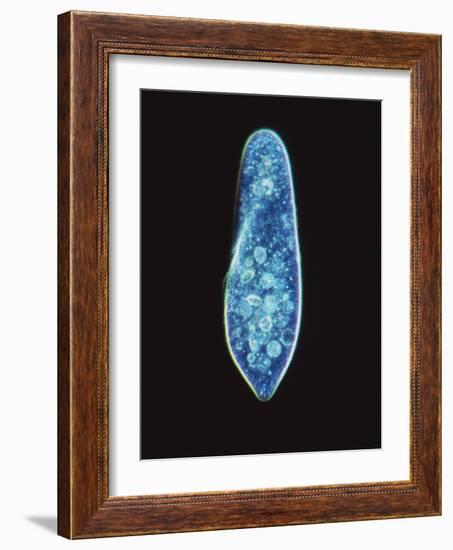 Paramecium Caudatum, Light Micrograph-Laguna Design-Framed Photographic Print