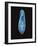 Paramecium Caudatum, Light Micrograph-Laguna Design-Framed Photographic Print