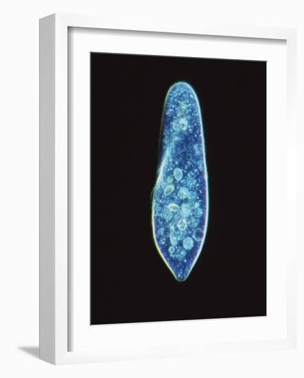 Paramecium Caudatum, Light Micrograph-Laguna Design-Framed Photographic Print