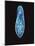 Paramecium Caudatum, Light Micrograph-Laguna Design-Mounted Photographic Print