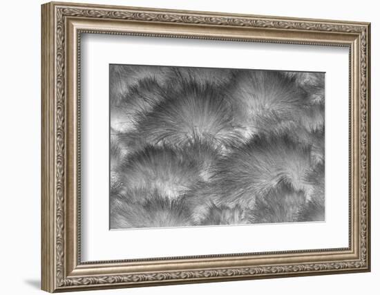 Paramo grass, Antisana Ecological Reserve, Ecuador.-Adam Jones-Framed Photographic Print