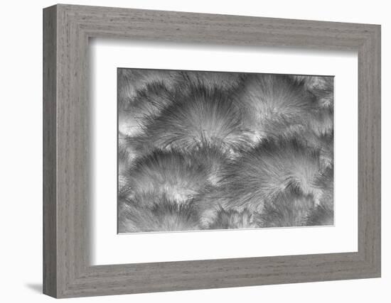 Paramo grass, Antisana Ecological Reserve, Ecuador.-Adam Jones-Framed Photographic Print