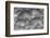 Paramo grass, Antisana Ecological Reserve, Ecuador.-Adam Jones-Framed Photographic Print