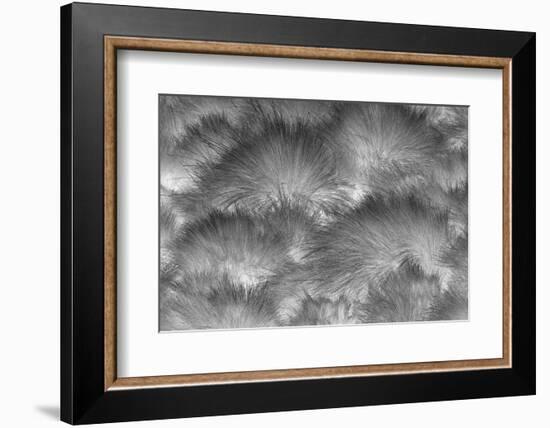 Paramo grass, Antisana Ecological Reserve, Ecuador.-Adam Jones-Framed Photographic Print