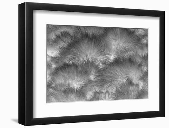 Paramo grass, Antisana Ecological Reserve, Ecuador.-Adam Jones-Framed Photographic Print