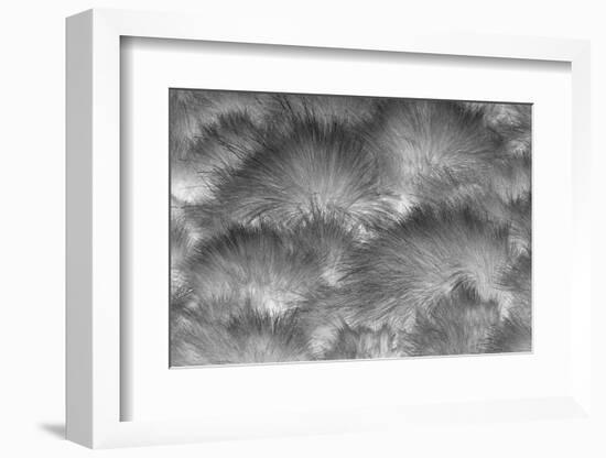 Paramo grass, Antisana Ecological Reserve, Ecuador.-Adam Jones-Framed Photographic Print