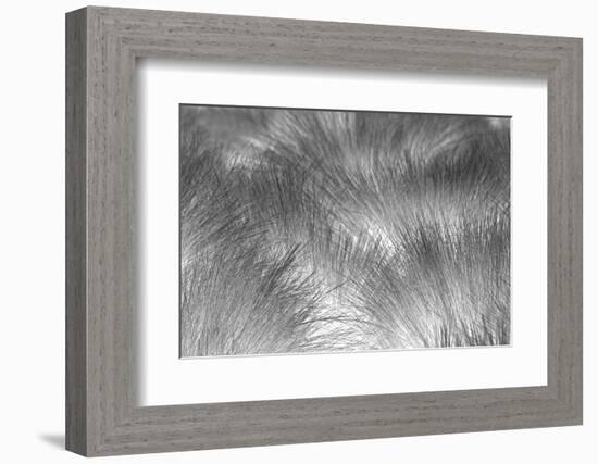 Paramo grass, Antisana Ecological Reserve, Ecuador.-Adam Jones-Framed Photographic Print