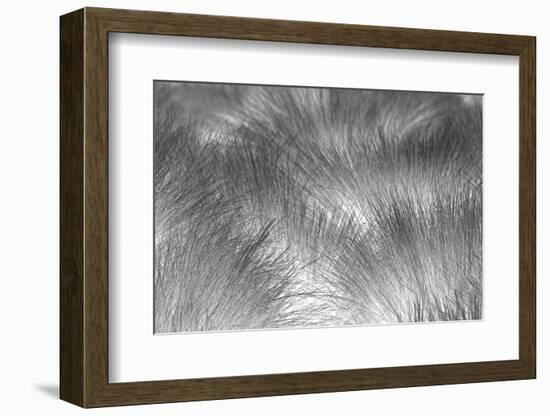 Paramo grass, Antisana Ecological Reserve, Ecuador.-Adam Jones-Framed Photographic Print