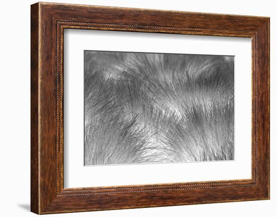 Paramo grass, Antisana Ecological Reserve, Ecuador.-Adam Jones-Framed Photographic Print