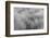 Paramo grass, Antisana Ecological Reserve, Ecuador.-Adam Jones-Framed Photographic Print