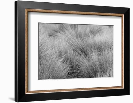 Paramo grass, Antisana Ecological Reserve, Ecuador.-Adam Jones-Framed Photographic Print