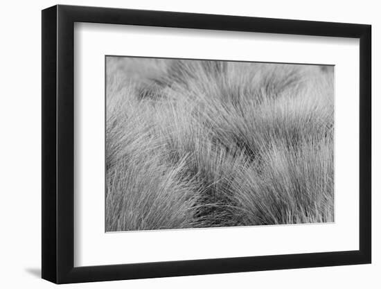 Paramo grass, Antisana Ecological Reserve, Ecuador.-Adam Jones-Framed Photographic Print