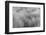 Paramo grass, Antisana Ecological Reserve, Ecuador.-Adam Jones-Framed Photographic Print