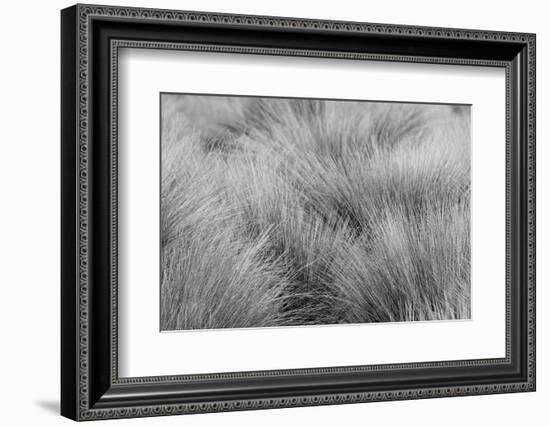 Paramo grass, Antisana Ecological Reserve, Ecuador.-Adam Jones-Framed Photographic Print