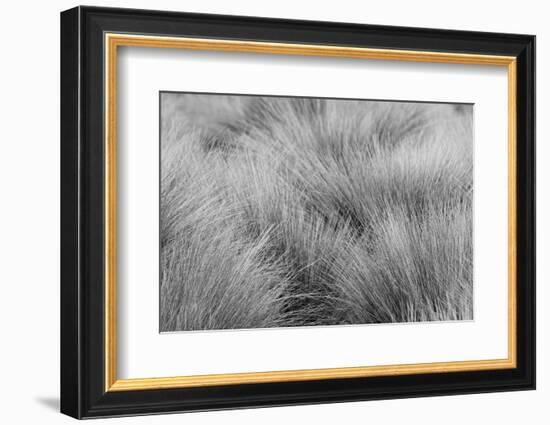 Paramo grass, Antisana Ecological Reserve, Ecuador.-Adam Jones-Framed Photographic Print