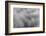 Paramo grass, Antisana Ecological Reserve, Ecuador.-Adam Jones-Framed Photographic Print