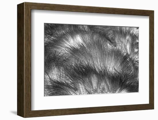 Paramo grass, Antisana Ecological Reserve, Ecuador.-Adam Jones-Framed Photographic Print