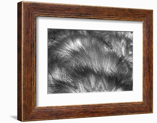 Paramo grass, Antisana Ecological Reserve, Ecuador.-Adam Jones-Framed Photographic Print