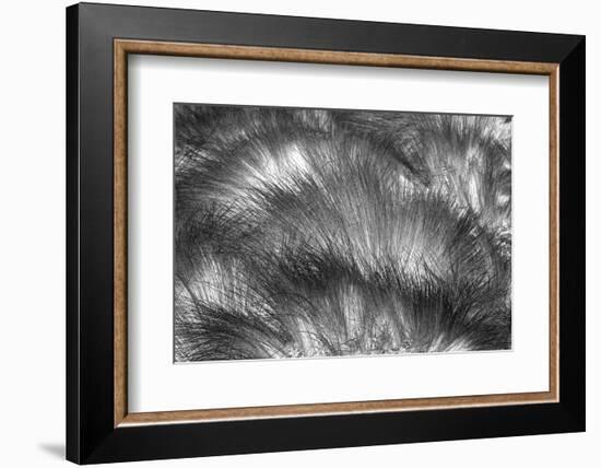 Paramo grass, Antisana Ecological Reserve, Ecuador.-Adam Jones-Framed Photographic Print