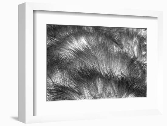 Paramo grass, Antisana Ecological Reserve, Ecuador.-Adam Jones-Framed Photographic Print