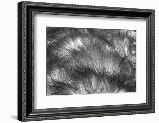 Paramo grass, Antisana Ecological Reserve, Ecuador.-Adam Jones-Framed Photographic Print