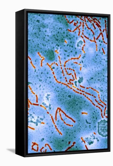 Paramyxovirus, TEM-Hazel Appleton-Framed Premier Image Canvas