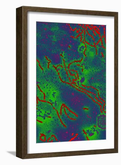 Paramyxovirus, TEM-Hazel Appleton-Framed Photographic Print