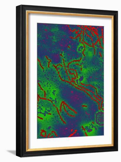 Paramyxovirus, TEM-Hazel Appleton-Framed Photographic Print