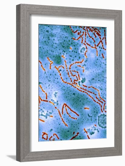 Paramyxovirus, TEM-Hazel Appleton-Framed Photographic Print