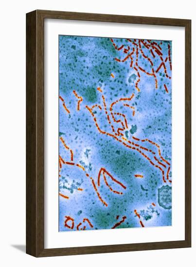 Paramyxovirus, TEM-Hazel Appleton-Framed Photographic Print