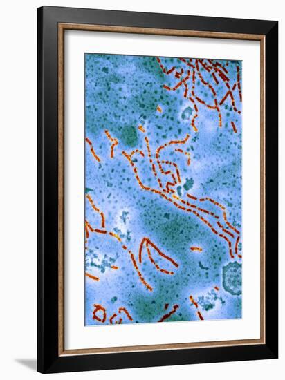 Paramyxovirus, TEM-Hazel Appleton-Framed Photographic Print