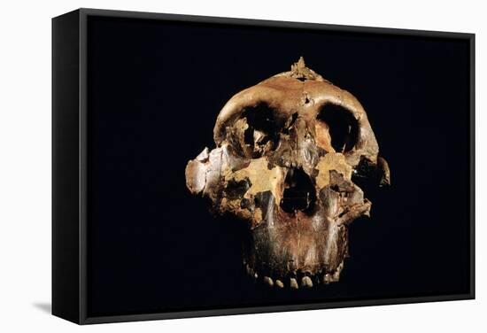 Paranthropus Boisei Skull-Javier Trueba-Framed Premier Image Canvas