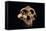 Paranthropus Boisei Skull-Javier Trueba-Framed Premier Image Canvas