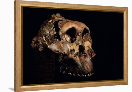 Paranthropus Boisei Skull-Javier Trueba-Framed Premier Image Canvas