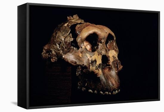 Paranthropus Boisei Skull-Javier Trueba-Framed Premier Image Canvas